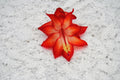 Christmas Cactus Starter Plant - Well Rooted Schlumbergera Truncata - Ara Brazil Variety