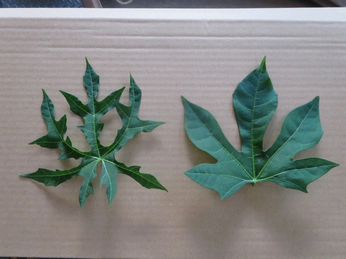 Chaya Maya Edible Tree Cuttings Set of 6 - Deeply Lobed & Maple Leaf Varieties - Cnidoscolus aconitifolius