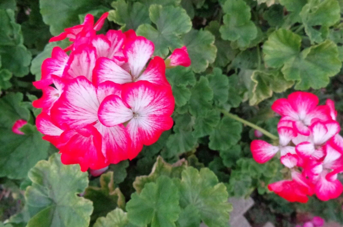 Rare Red & White Geranium Live Plant Starter Cutting 2"x6" Pelargonium Species