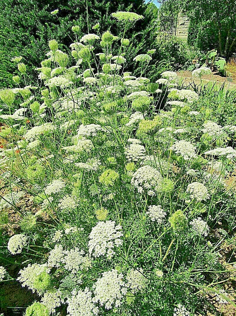 Queen Anne's Lace Seeds 1000 Count, Wild Carrot, Daucus Carota, Bulk Wildflower Seeds