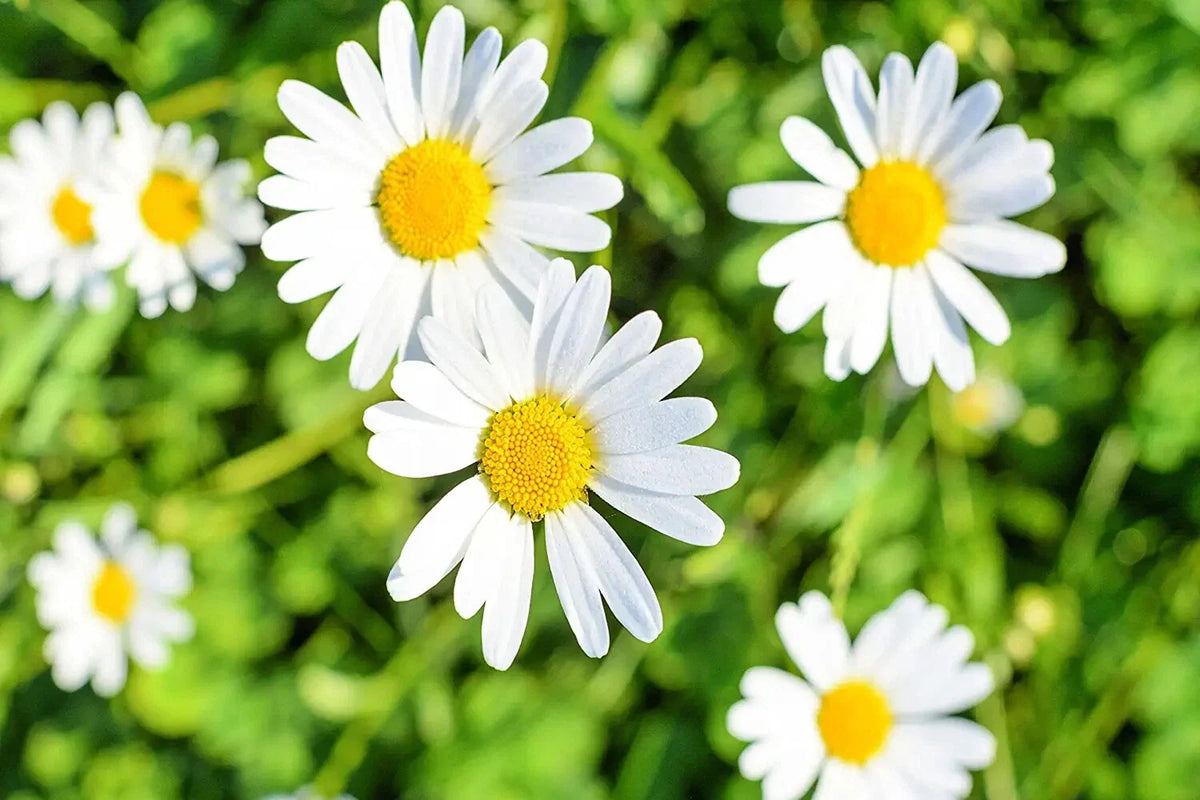 1,000 White Daisy Seeds for Planting, Shasta Daisy, Easy to Grow Perennial Flowers, Leucanthemum superbum