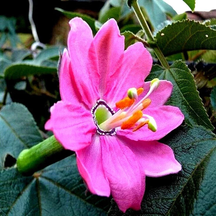 20 Banana Passionfruit Seeds | Rare Fast Flowering Vine | Passiflora Mollissima