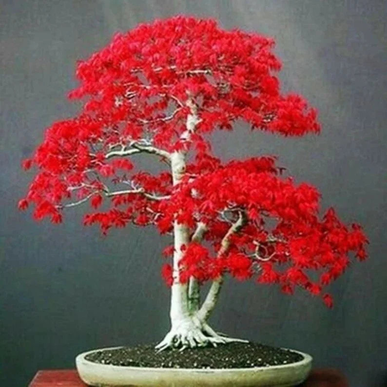 Japanese Red Maple Tree Seeds - 20 Rare Bonsai Seeds - Acer palmatum - Perfect for Home Garden