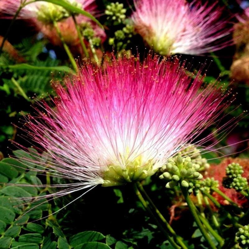 10 Rain Tree Seeds, Monkey Pod "Hitachi," Albizia saman, Tropical Flower, Rare Plant Seeds for Gardening and Landscaping