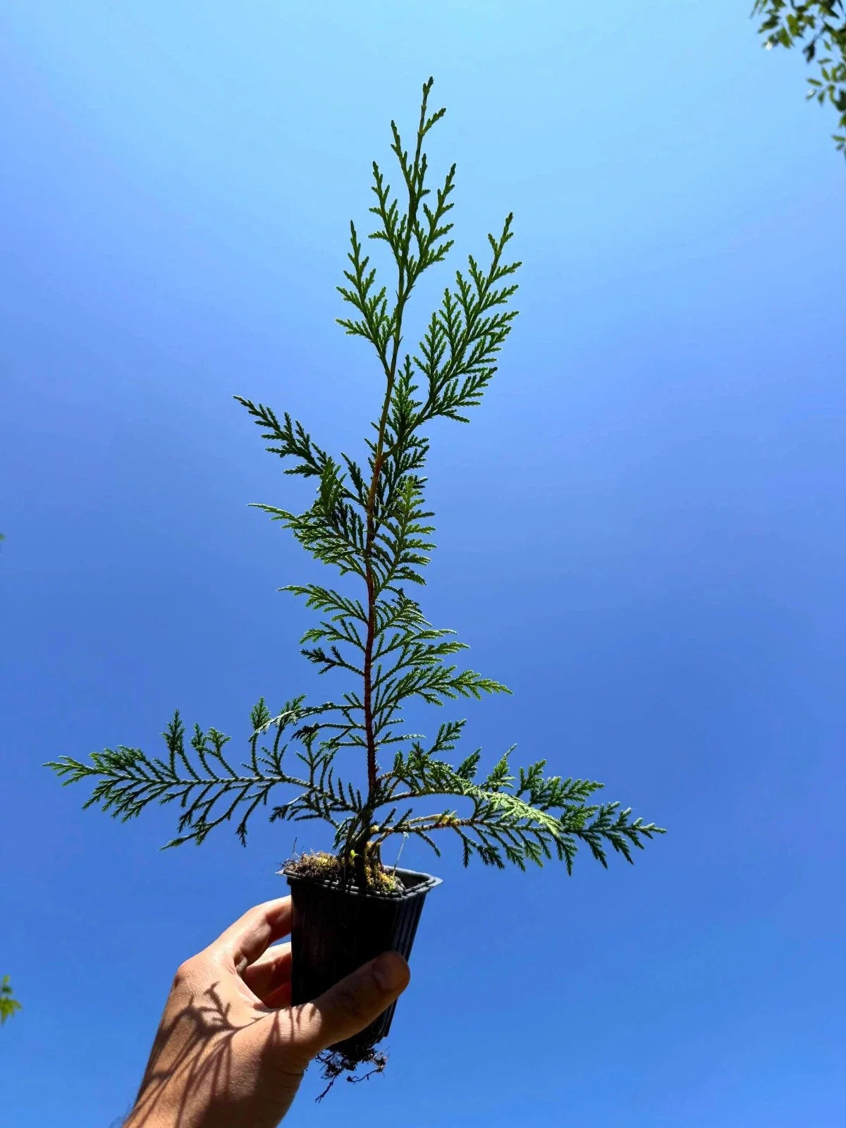 Murray Leyland Cypress Tree (Cupressocyparis leylandii ‘Murray’) – 2.5-Inch Pot