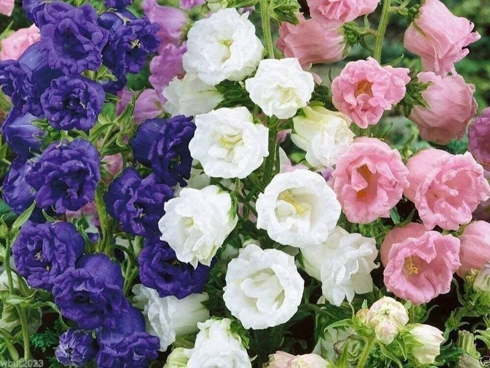 Campanula Medium Double Mix Seeds - Canterbury Bells Bellflower - 50 Premium Seeds for Garden Planting