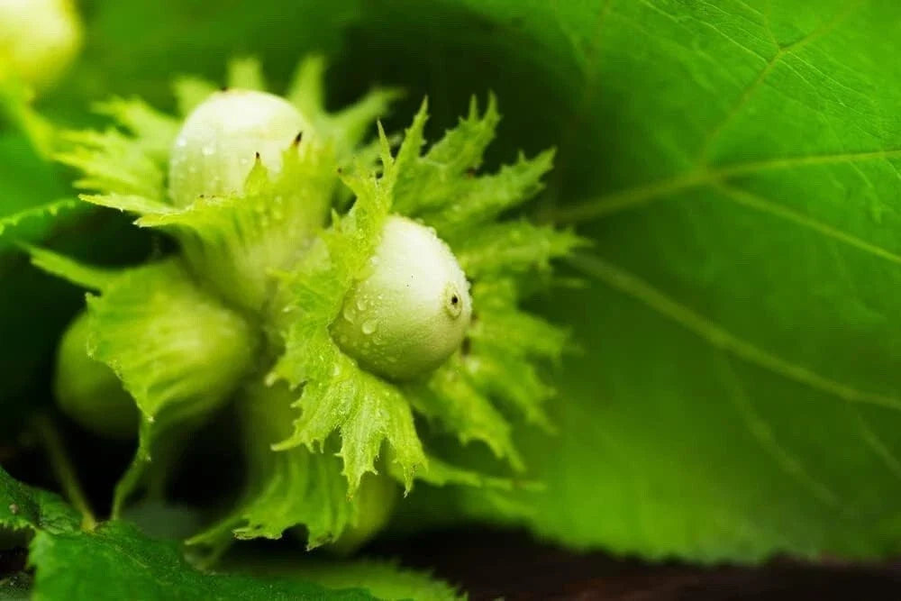 American Hazelnut Tree Seeds - Corylus Americana - Organic, Non-GMO, Hardy Nut Tree Seeds for Planting