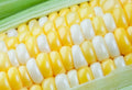 Peaches and Cream Sweet Corn Seeds - 100 Count - Zea mays - Garden Vegetable Seeds for Planting