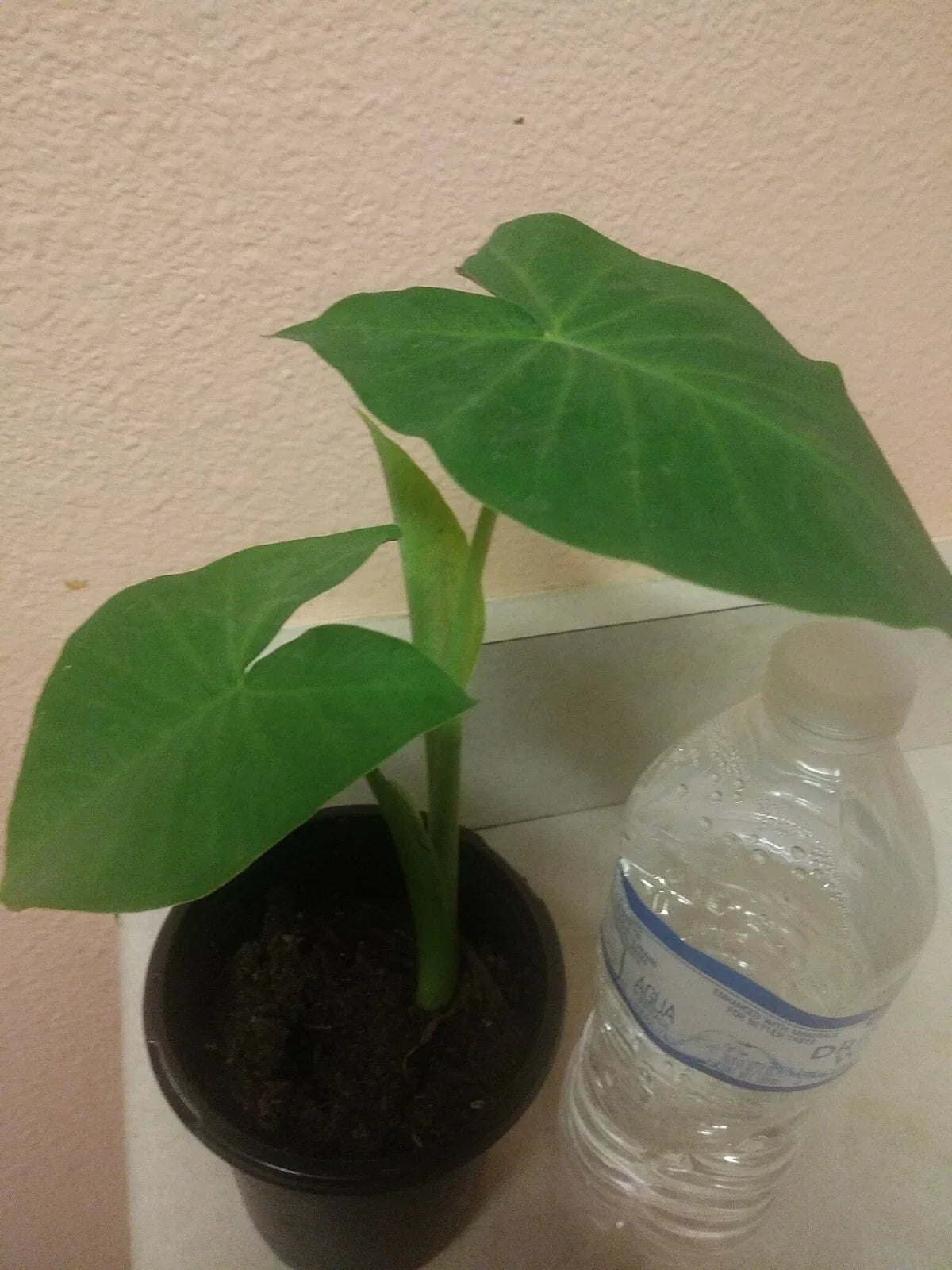 Giant Elephant Ear Live Plant in Pot - Alocasia macrorrhiza - Tropical Indoor Outdoor Foliage
