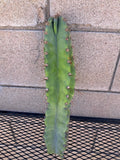 Cereus Forbesii Giant Cactus Cutting - H15 - Indoor Plant, Succulent Decor, Unique Greenhouse Variety