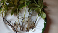 Mint Plant Cuttings 5+1 Free Organic Mojito Mentha Villosa ???? ??? Rooted 3-6" Easy Grow Perennial Zones 5-9