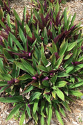 Fernwood Snake Plant Cuttings - 3 Unrooted Clippings - Sansevieria Trifasciata - Indoor Houseplant