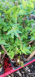 Black Elderberry Plants - 2 Live Rooted Cuttings - Sambucus - Organic Elderberry Bushes for Garden or Landscaping