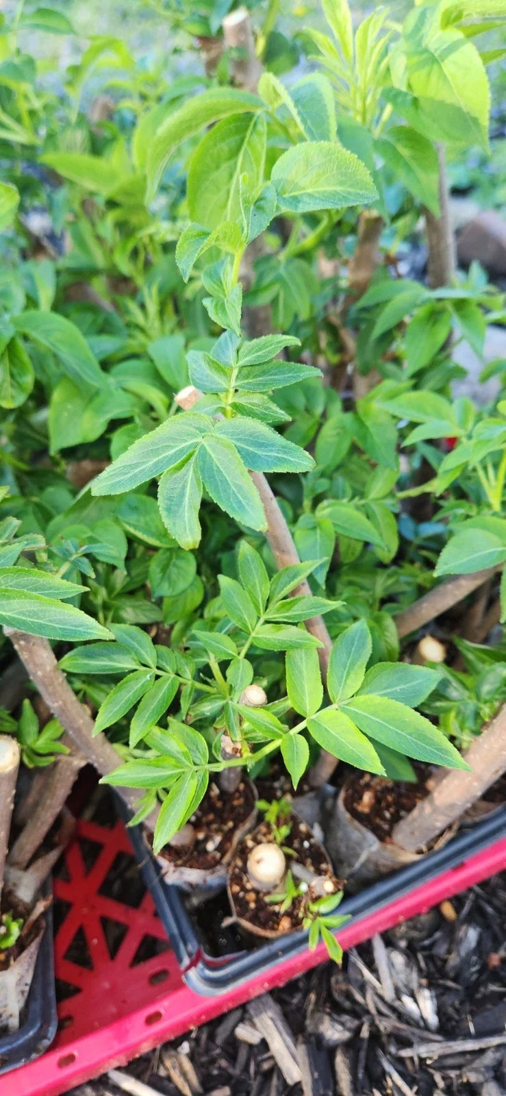 Black Elderberry Plants - 2 Live Rooted Cuttings - Sambucus - Organic Elderberry Bushes for Garden or Landscaping