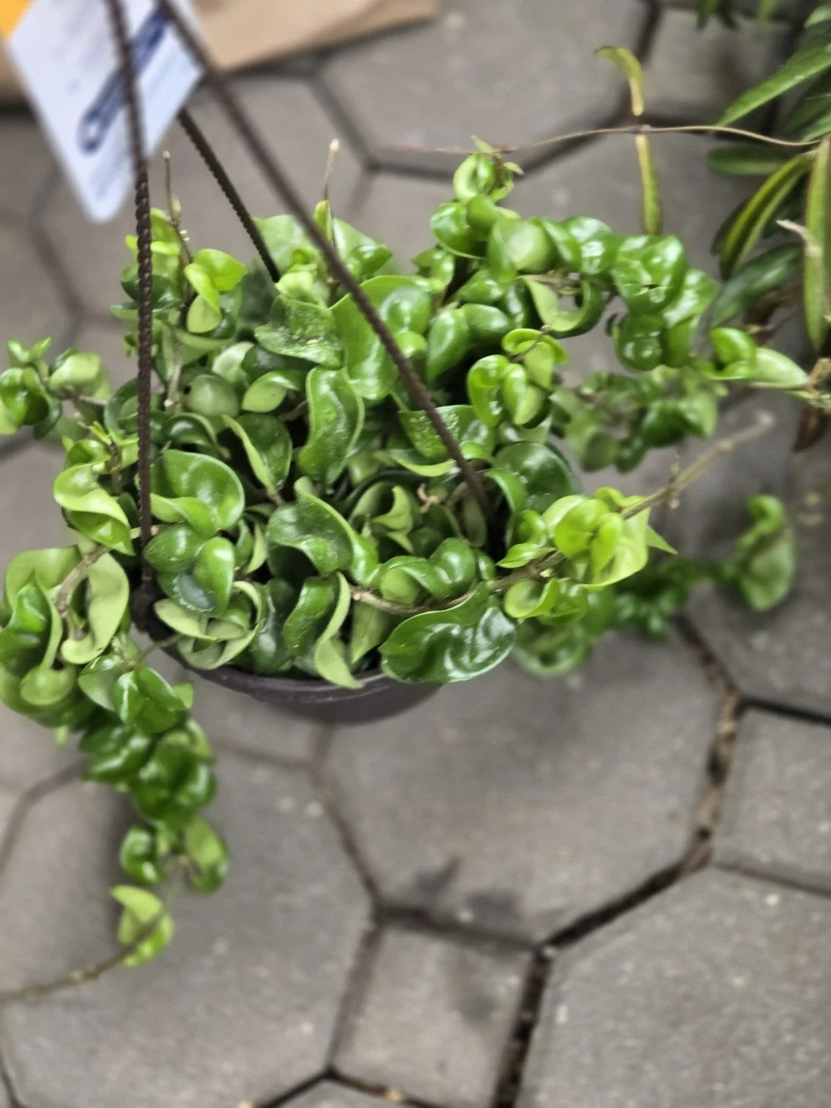 Hoya Hindu Rope Plant Cutting - Wax Plant, Hoya carnosa var. compacta, Indoor Houseplant, Succulent Greenery