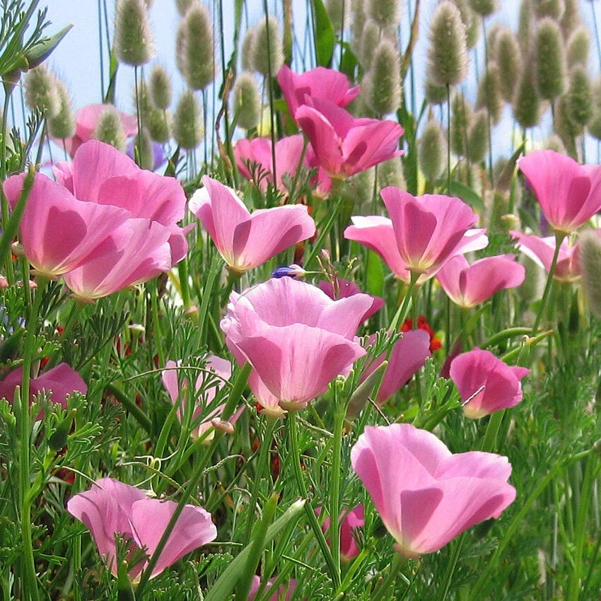 California Poppy Seeds - Purple Gleam Lavender Pink Flower Seeds - Annual Wildflower Seeds for 2025