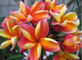 Rooted Plumeria Plant Cutting - Makaha Sunn - 10" with 2 Big Tips - Frangipani (Plumeria)