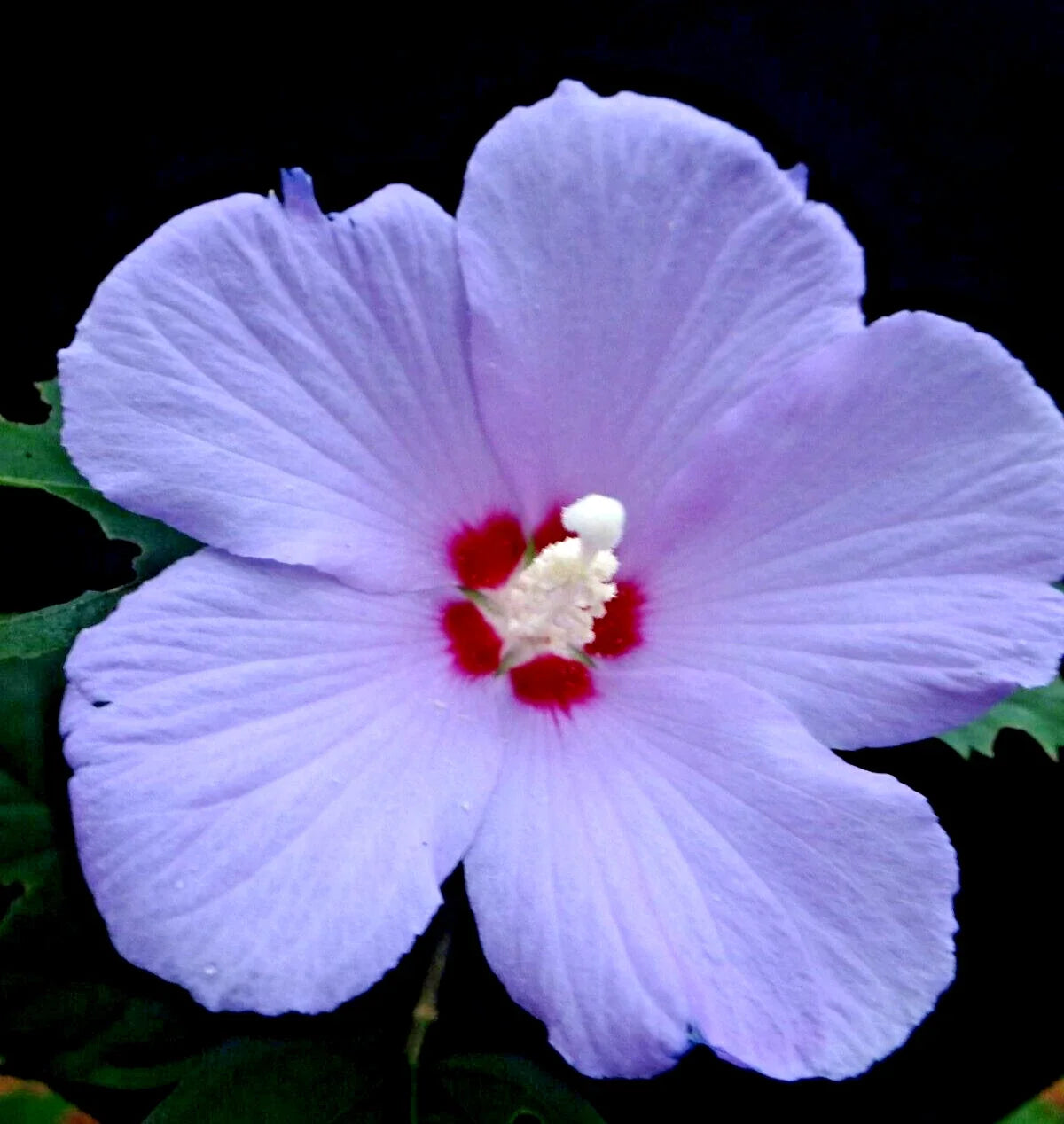 Purple Rose of Sharon Hibiscus Althea Live Plant 6"-1' Starter Bush Tree