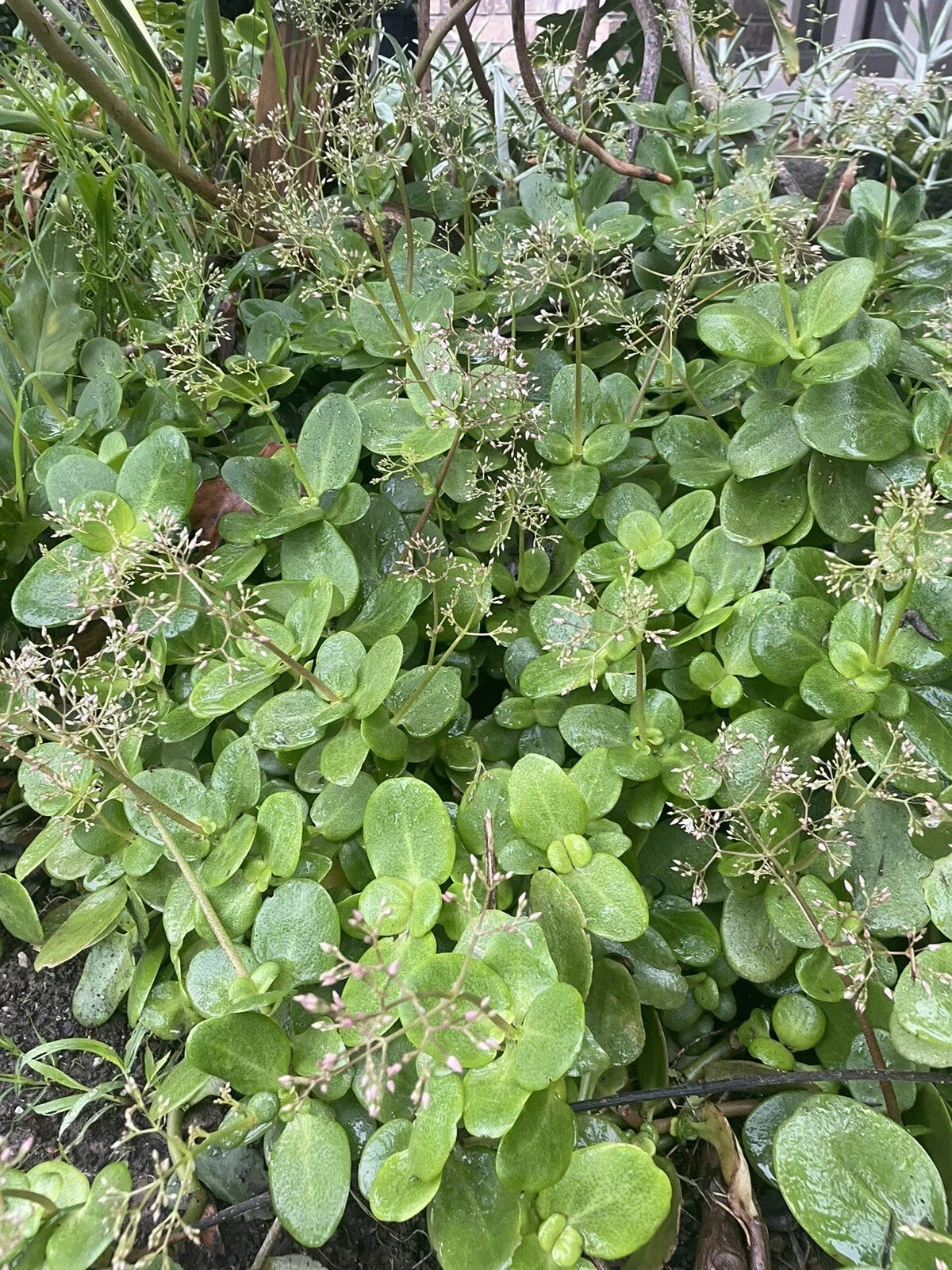 Fairy Crassula Cuttings - 3" Succulent - Crassula Multicava - Perfect for Plant Lovers and Indoor Gardens