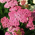 Yarrow Seeds 500 Count Cerise Queen Perennial Non-GMO Cut Flowers for Pollinators (Achillea millefolium)