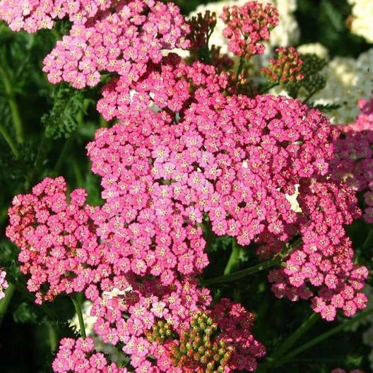Yarrow Seeds 500 Count Cerise Queen Perennial Non-GMO Cut Flowers for Pollinators (Achillea millefolium)