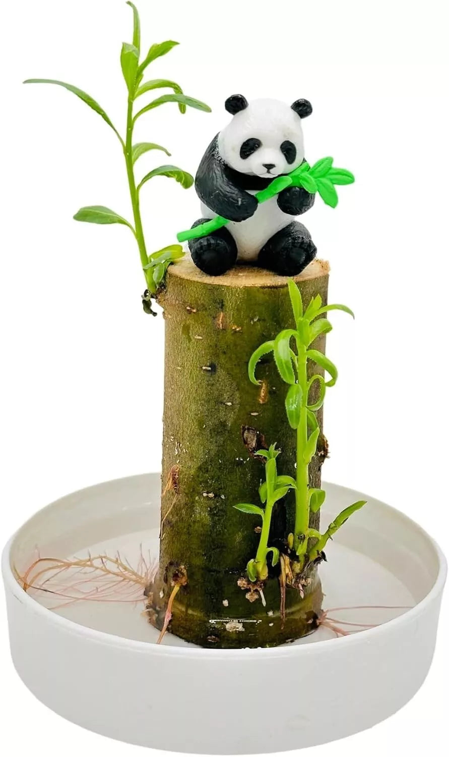 Lucky Bamboo Desk Planter with Panda - Thick Trunk Brazil Willow - Dracaena sanderiana