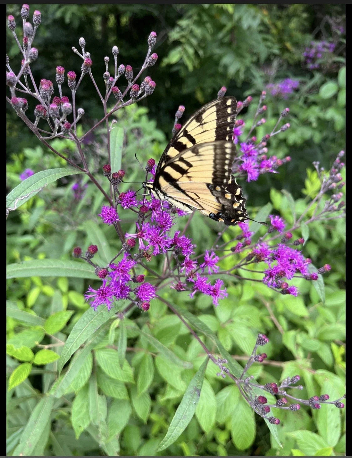 Joe Pye Weed Live Bare Root Flowering Plant, Eutrochium purpureum, 4 Pack, Purple Blooms, Perennial Garden Plant