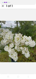 Jumbo Bare Root Lilac Bush - White Variety - Syringa vulgaris - Planting Instructions Included