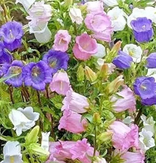 Canterbury Bells Flower Seeds 300+ Cup and Saucer Mix Campanula Bell Flowers
