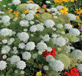 Bishop's Flower Seeds - 100 Pack - Exotic Garden Flowers - Delphinium ajacis - Made in USA