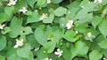 20 Live Bare Root Fish Mint Plants, Houttuynia Cordata, Asian Herb, Di?p Cá for Culinary Use