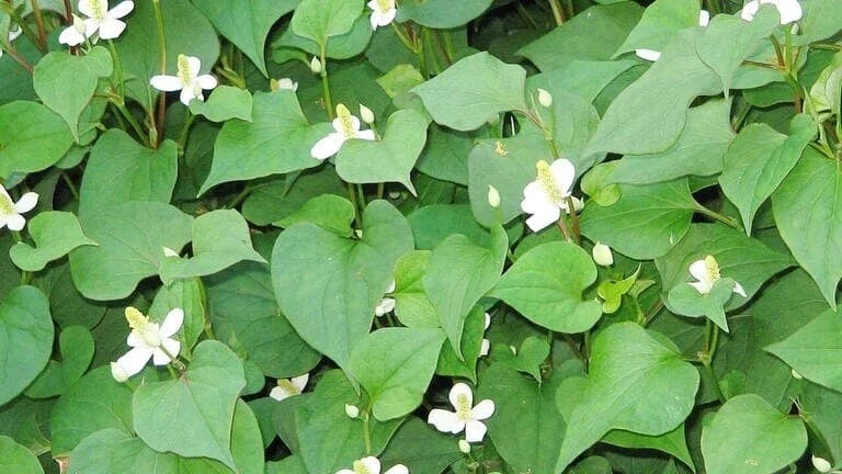 20 Live Bare Root Fish Mint Plants, Houttuynia Cordata, Asian Herb, Di?p Cá for Culinary Use