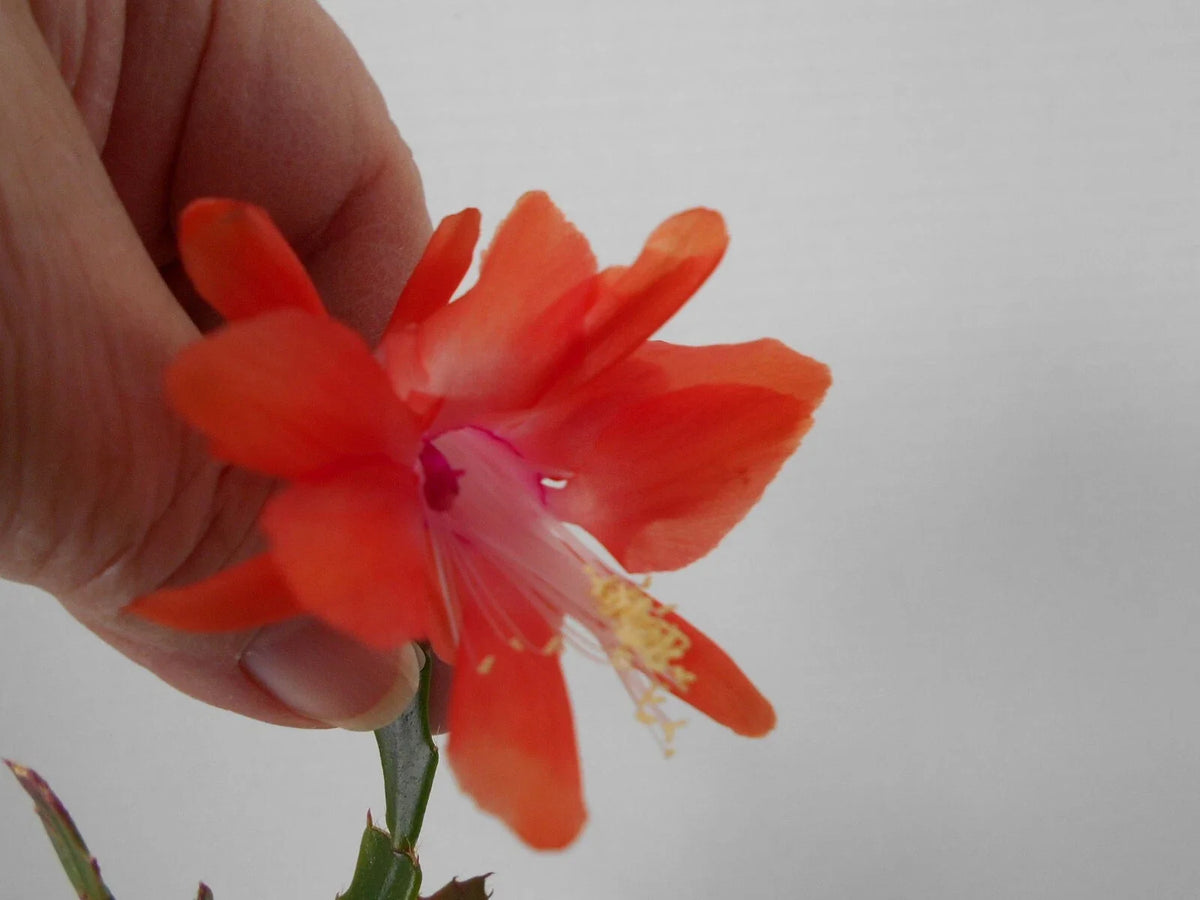 Schlumbergera Starter Plant - Thor Wild Orange - Christmas Cactus - Easy Care Indoor Succulent