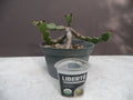 Euphorbia opuntioides Plant - 12-Year-Old Cutting - Unique Succulent Variety for Home Garden Decor