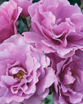 Angel Face Rose Cuttings - 5 Unrooted Stem Cuttings - Hybrid Tea Rose (Rosa 'Angel Face')