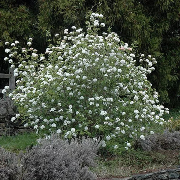 Korean Spice Viburnum 18"+ Bare Root Live Plant Viburnum carlesii White Flowers Fragrant Shrub