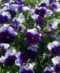 Pansy Seeds 50-Pack, Beaconsfield Variety, Viola Flower Seeds for Garden Planting