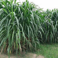 Elephant Grass Seeds - 30 Seeds - Tallest Grass in the World - Pennisetum purpureum - Ships from Iowa