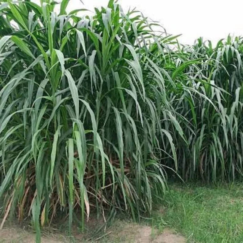 Elephant Grass Seeds - 30 Seeds - Tallest Grass in the World - Pennisetum purpureum - Ships from Iowa