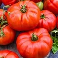 Jersey Tomato Seeds - 120+ Beefsteak Heirloom Organic NON-GMO - Perfect for Gardening - Solanum lycopersicum