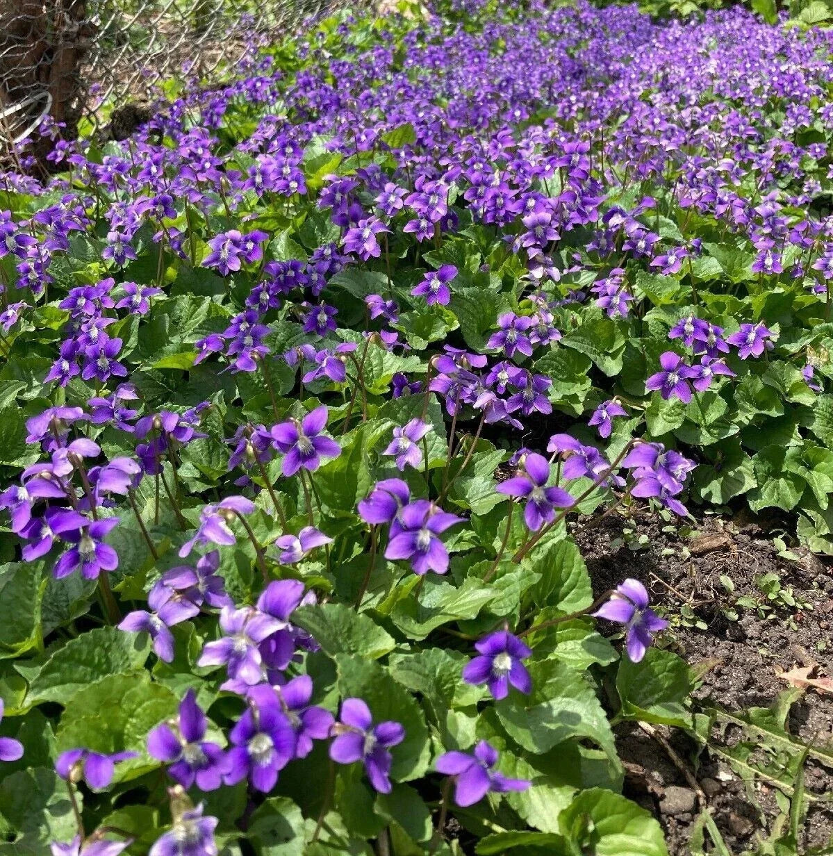 Purple Wild Violet Rhizomes, 100+ Bareroot, Organic Viola, Edible Perennial, Hardy Zones 6-10, Butterfly Attractant
