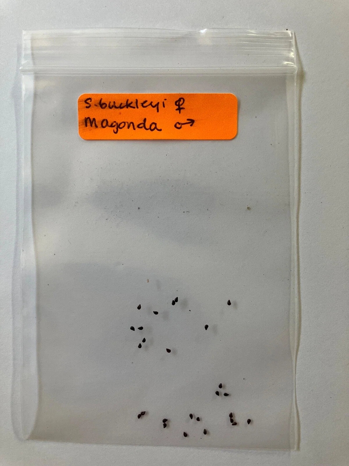 S. Buckleyi x Magonda Seeds - Rare Hybrid Plant Seeds - Unique Varieties for Garden Enthusiasts - S. Buckleyi Hybrid