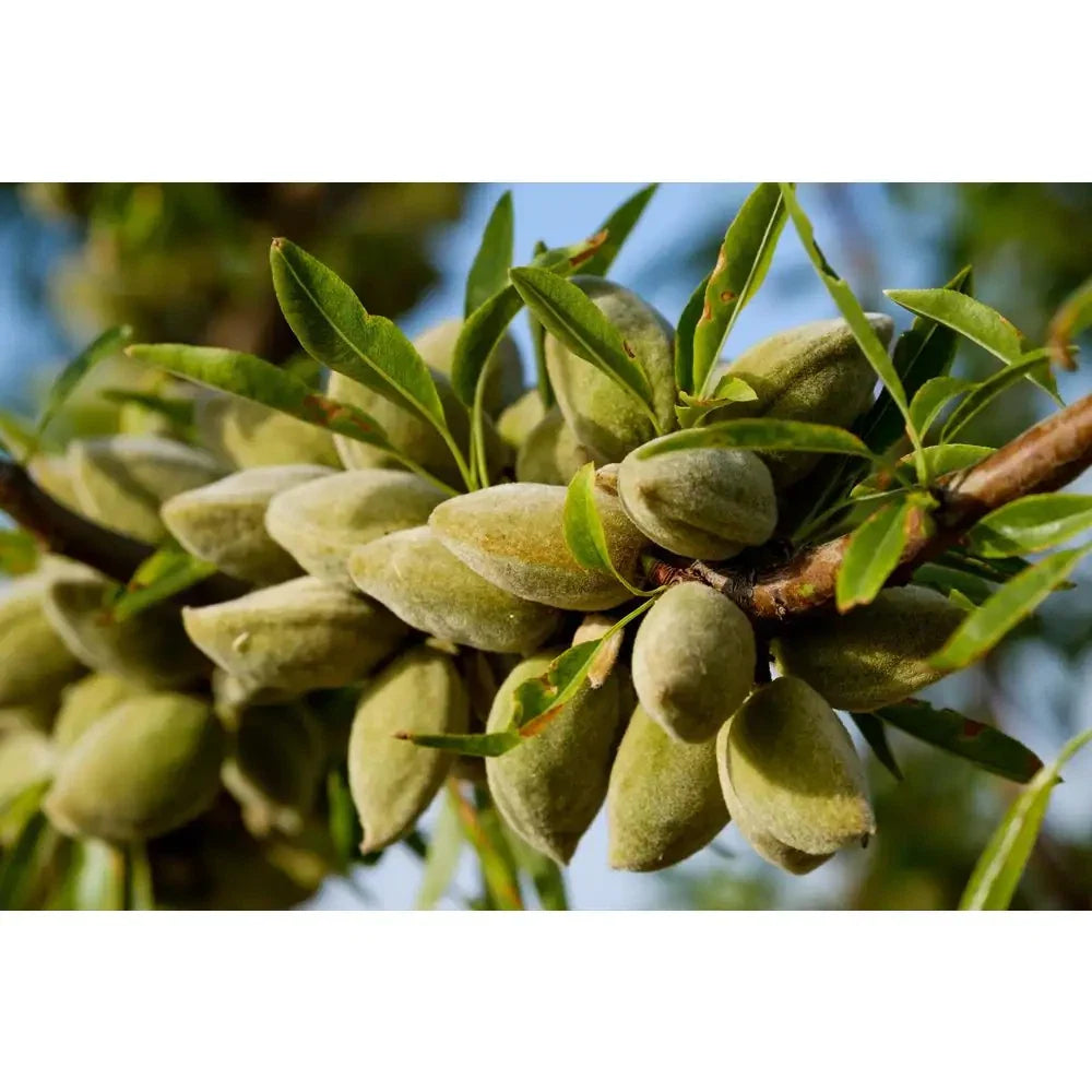 All-In-One Almond Tree 3 Ft. Self Pollinating Bare Root Heavy Producing Prunus dulcis