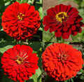 Zinnia Seeds Bulk - Hummingbird Reds Heirloom Non-GMO for Butterflies - 500 Seeds - Garden Flower Seeds