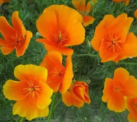California Orange Poppy Flower Seeds 300+ Perennial Garden Bees Friendly, Eschscholzia californica