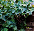 25 English Ivy Rooted Cuttings 6-8 Inches | Ground Cover Plant | Perfect for Hanging Baskets | Hedera helix
