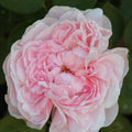Climbing Rose Cuttings - 3 Fresh 6” Long Unrooted Cuttings - Rosa spp.