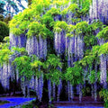 Chinese Blue Wisteria Seeds - 5 Pack - Fast Climbing Flowering Vine - Wisteria sinensis - Hardy Plant