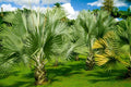 Mexican Fan Palm Tree Seeds - 20 Premium Quality Washingtonia Robusta Seeds for Planting and Landscaping