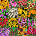 Bulk Wildflower Seed Mix 1/2 LB Southeastern US Variety, Covers 2,000 sq ft, Native Wildflowers